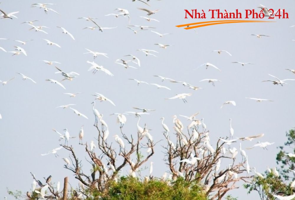 Nhà Thành Phố 24h Đảo Cò Chi Lăng